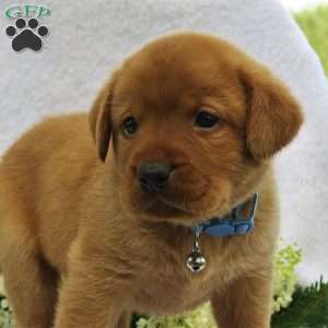 Redwood, Fox Red Labrador Retriever Puppy